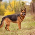 Adorable,German,Shepherd,Standing,In,Autumn,Park